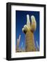 Cactus – Salar De Uyuni-chrishowey-Framed Photographic Print