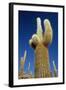 Cactus – Salar De Uyuni-chrishowey-Framed Photographic Print