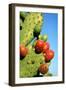 Cactus, San Miguel De Allende, Guanajuato, Mexico-Marco Cristofori-Framed Photographic Print