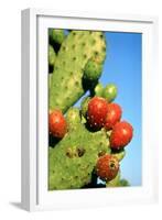 Cactus, San Miguel De Allende, Guanajuato, Mexico-Marco Cristofori-Framed Photographic Print