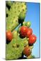 Cactus, San Miguel De Allende, Guanajuato, Mexico-Marco Cristofori-Mounted Photographic Print
