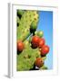 Cactus, San Miguel De Allende, Guanajuato, Mexico-Marco Cristofori-Framed Photographic Print