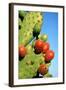 Cactus, San Miguel De Allende, Guanajuato, Mexico-Marco Cristofori-Framed Photographic Print