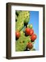 Cactus, San Miguel De Allende, Guanajuato, Mexico-Marco Cristofori-Framed Photographic Print