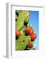 Cactus, San Miguel De Allende, Guanajuato, Mexico-Marco Cristofori-Framed Photographic Print