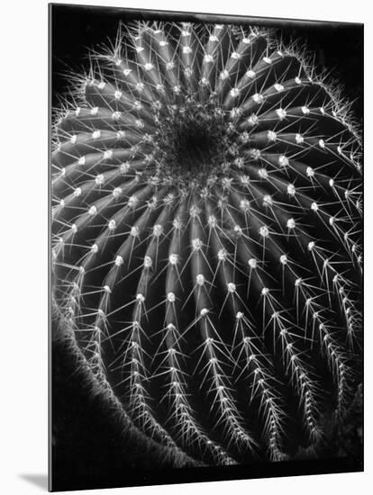 Cactus, Santa Barbara, 1931-Brett Weston-Mounted Photographic Print