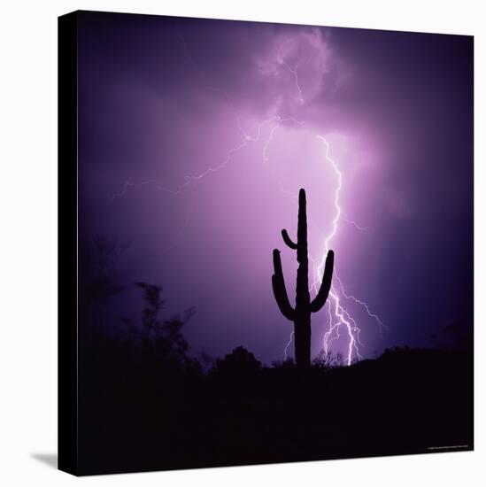 Cactus Silhouetted Against Lightning, Tucson, Arizona, USA-Tony Gervis-Stretched Canvas