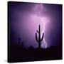 Cactus Silhouetted Against Lightning, Tucson, Arizona, USA-Tony Gervis-Stretched Canvas