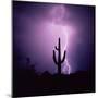 Cactus Silhouetted Against Lightning, Tucson, Arizona, USA-Tony Gervis-Mounted Premium Photographic Print