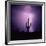 Cactus Silhouetted Against Lightning, Tucson, Arizona, USA-Tony Gervis-Framed Photographic Print