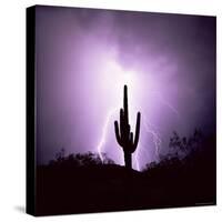 Cactus Silhouetted Against Lightning, Tucson, Arizona, USA-Tony Gervis-Stretched Canvas