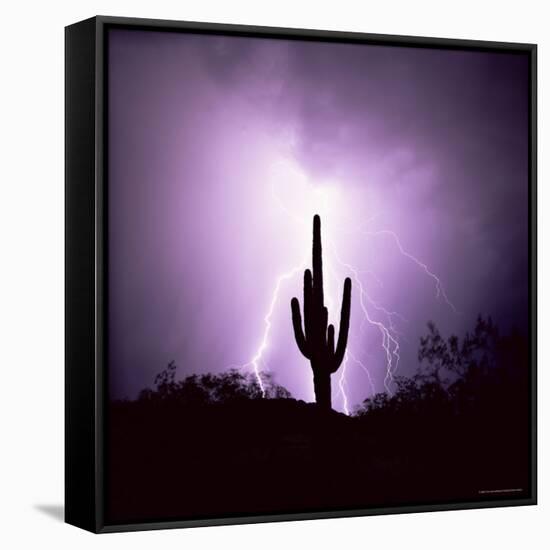 Cactus Silhouetted Against Lightning, Tucson, Arizona, USA-Tony Gervis-Framed Stretched Canvas