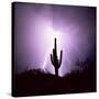 Cactus Silhouetted Against Lightning, Tucson, Arizona, USA-Tony Gervis-Stretched Canvas