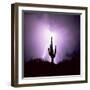 Cactus Silhouetted Against Lightning, Tucson, Arizona, USA-Tony Gervis-Framed Photographic Print
