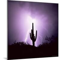 Cactus Silhouetted Against Lightning, Tucson, Arizona, USA-Tony Gervis-Mounted Photographic Print