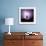 Cactus Silhouetted Against Lightning, Tucson, Arizona, USA-Tony Gervis-Framed Photographic Print displayed on a wall