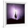 Cactus Silhouetted Against Lightning, Tucson, Arizona, USA-Tony Gervis-Framed Photographic Print