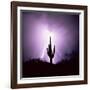 Cactus Silhouetted Against Lightning, Tucson, Arizona, USA-Tony Gervis-Framed Photographic Print