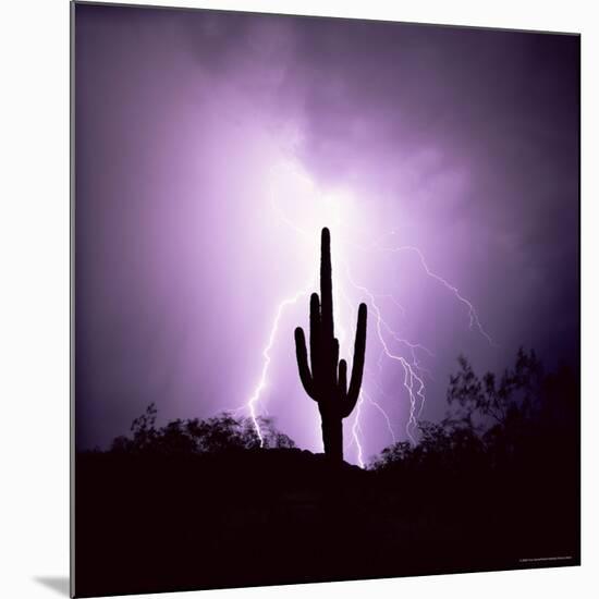 Cactus Silhouetted Against Lightning, Tucson, Arizona, USA-Tony Gervis-Mounted Photographic Print