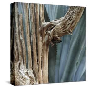 Cactus Skeleton-Ken Bremer-Stretched Canvas