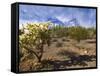 Cactus, Sonoran Desert, Organ Pipe Cactus National Park, Arizona, USA-Massimo Borchi-Framed Stretched Canvas