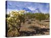 Cactus, Sonoran Desert, Organ Pipe Cactus National Park, Arizona, USA-Massimo Borchi-Stretched Canvas