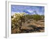Cactus, Sonoran Desert, Organ Pipe Cactus National Park, Arizona, USA-Massimo Borchi-Framed Photographic Print