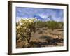 Cactus, Sonoran Desert, Organ Pipe Cactus National Park, Arizona, USA-Massimo Borchi-Framed Photographic Print