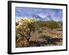 Cactus, Sonoran Desert, Organ Pipe Cactus National Park, Arizona, USA-Massimo Borchi-Framed Photographic Print
