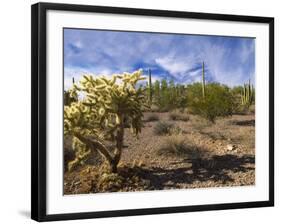 Cactus, Sonoran Desert, Organ Pipe Cactus National Park, Arizona, USA-Massimo Borchi-Framed Photographic Print