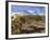 Cactus, Sonoran Desert, Organ Pipe Cactus National Park, Arizona, USA-Massimo Borchi-Framed Photographic Print