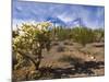 Cactus, Sonoran Desert, Organ Pipe Cactus National Park, Arizona, USA-Massimo Borchi-Mounted Photographic Print