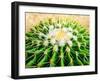 Cactus Species Echinocactus Grusonii, Golden Barrel Cactus-Satakorn-Framed Photographic Print