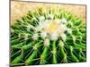 Cactus Species Echinocactus Grusonii, Golden Barrel Cactus-Satakorn-Mounted Photographic Print