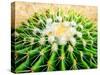 Cactus Species Echinocactus Grusonii, Golden Barrel Cactus-Satakorn-Stretched Canvas