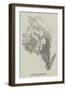 Cactus Speciosa-null-Framed Giclee Print