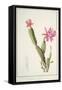 Cactus Speciosus, 1811 (W/C and Bodycolour over Traces of Graphite on Vellum)-Pierre Joseph Redoute-Framed Stretched Canvas