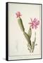 Cactus Speciosus, 1811 (W/C and Bodycolour over Traces of Graphite on Vellum)-Pierre Joseph Redoute-Framed Stretched Canvas