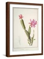 Cactus Speciosus, 1811 (W/C and Bodycolour over Traces of Graphite on Vellum)-Pierre Joseph Redoute-Framed Giclee Print