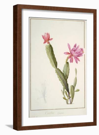 Cactus Speciosus, 1811 (W/C and Bodycolour over Traces of Graphite on Vellum)-Pierre Joseph Redoute-Framed Giclee Print