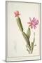 Cactus Speciosus, 1811 (W/C and Bodycolour over Traces of Graphite on Vellum)-Pierre Joseph Redoute-Mounted Giclee Print