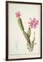 Cactus Speciosus, 1811 (W/C and Bodycolour over Traces of Graphite on Vellum)-Pierre Joseph Redoute-Framed Giclee Print