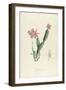 Cactus Speciosus-Pierre-Joseph Redouté-Framed Giclee Print