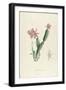 Cactus Speciosus-Pierre-Joseph Redouté-Framed Giclee Print