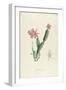 Cactus Speciosus-Pierre-Joseph Redouté-Framed Giclee Print