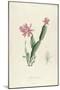 Cactus Speciosus-Pierre-Joseph Redouté-Mounted Giclee Print