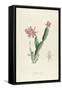 Cactus Speciosus-Pierre-Joseph Redouté-Framed Stretched Canvas