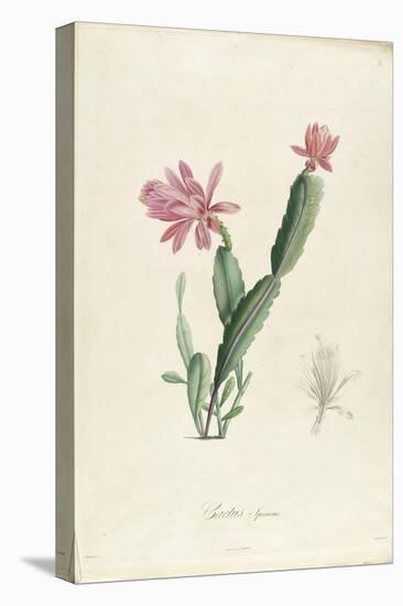 Cactus Speciosus-Pierre-Joseph Redouté-Stretched Canvas