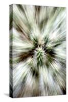 Cactus Spines-Douglas Taylor-Stretched Canvas