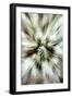 Cactus Spines-Douglas Taylor-Framed Photographic Print